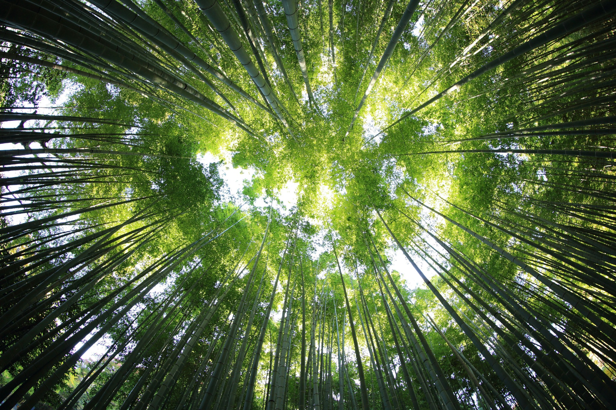 Biogenic carbon · illustrative image