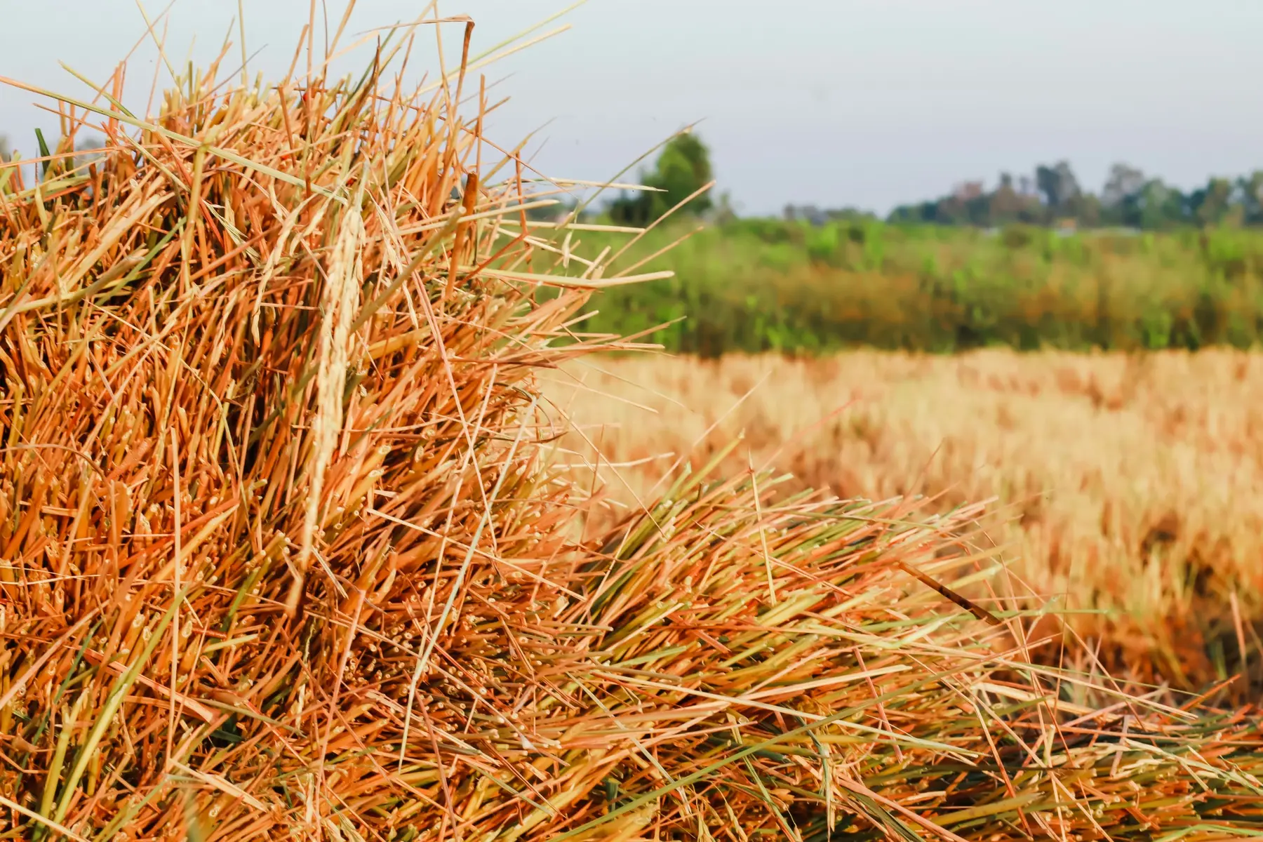 Agricultural residues such as bagasse and natural fibres